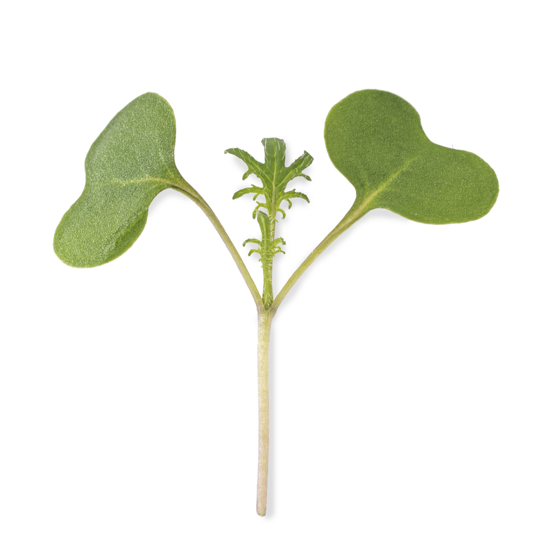 Cotylédon Micropousses Roquette