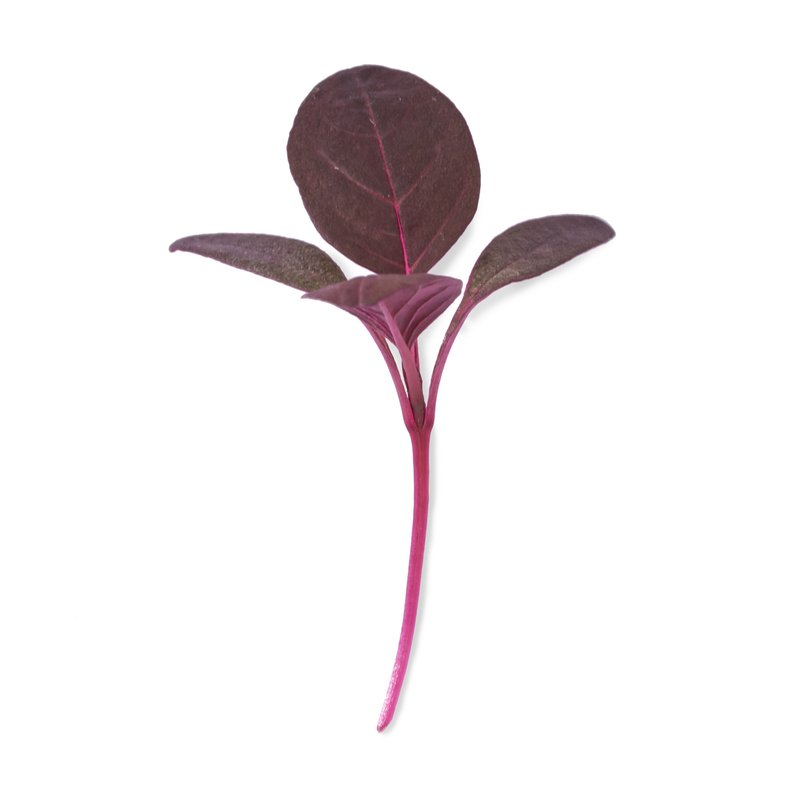 Amaranth microgreens