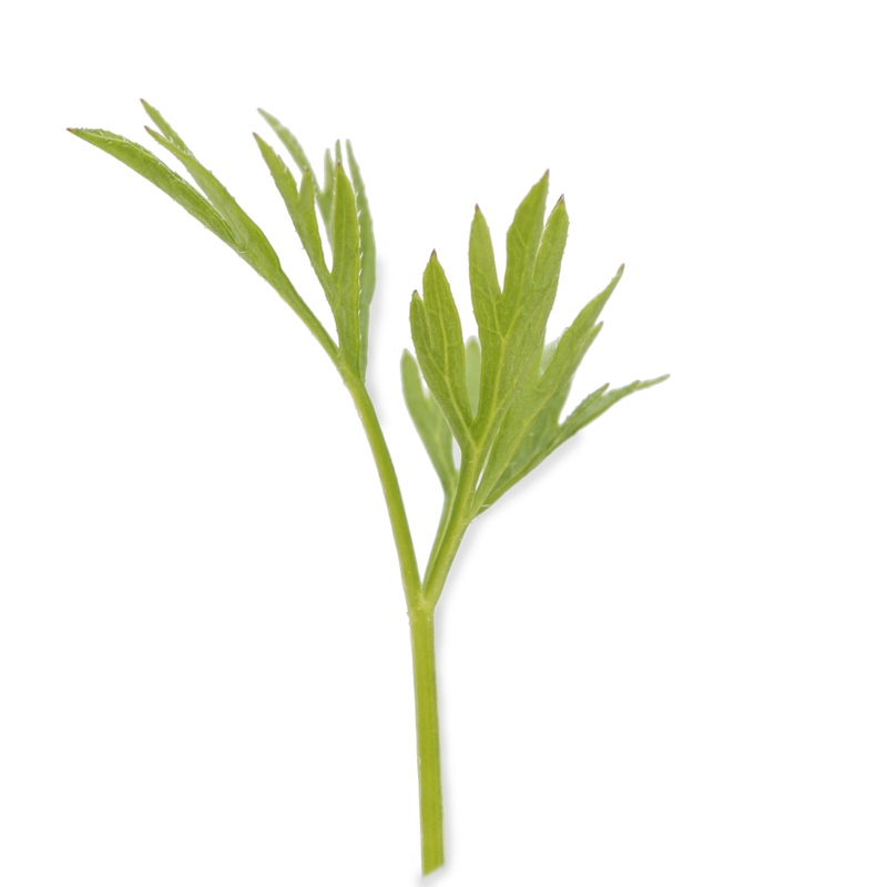 Cotyledon - Carrot microgreens