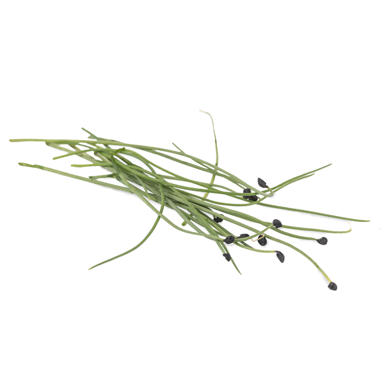 Onion microgreens