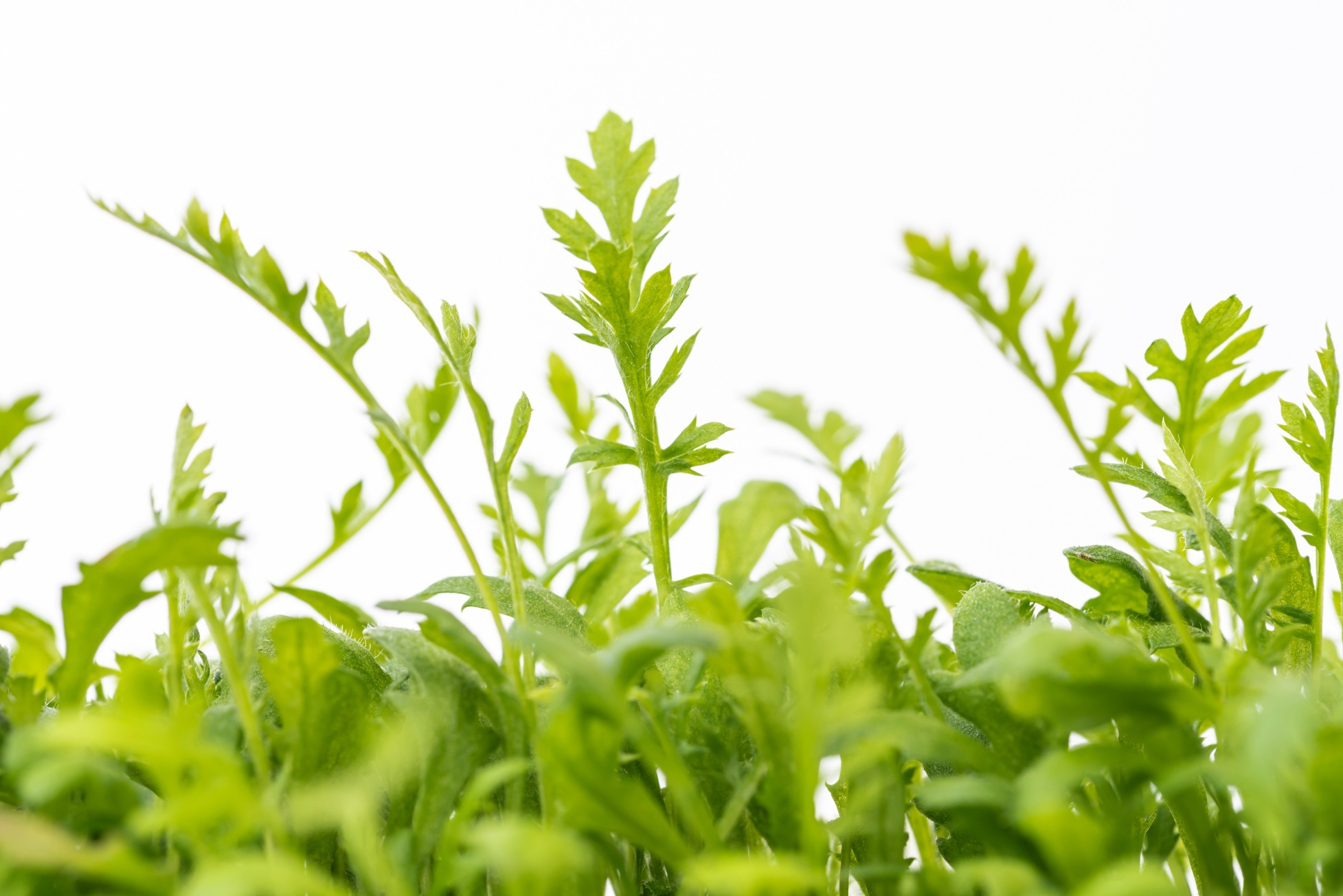 Yarrow microgreens