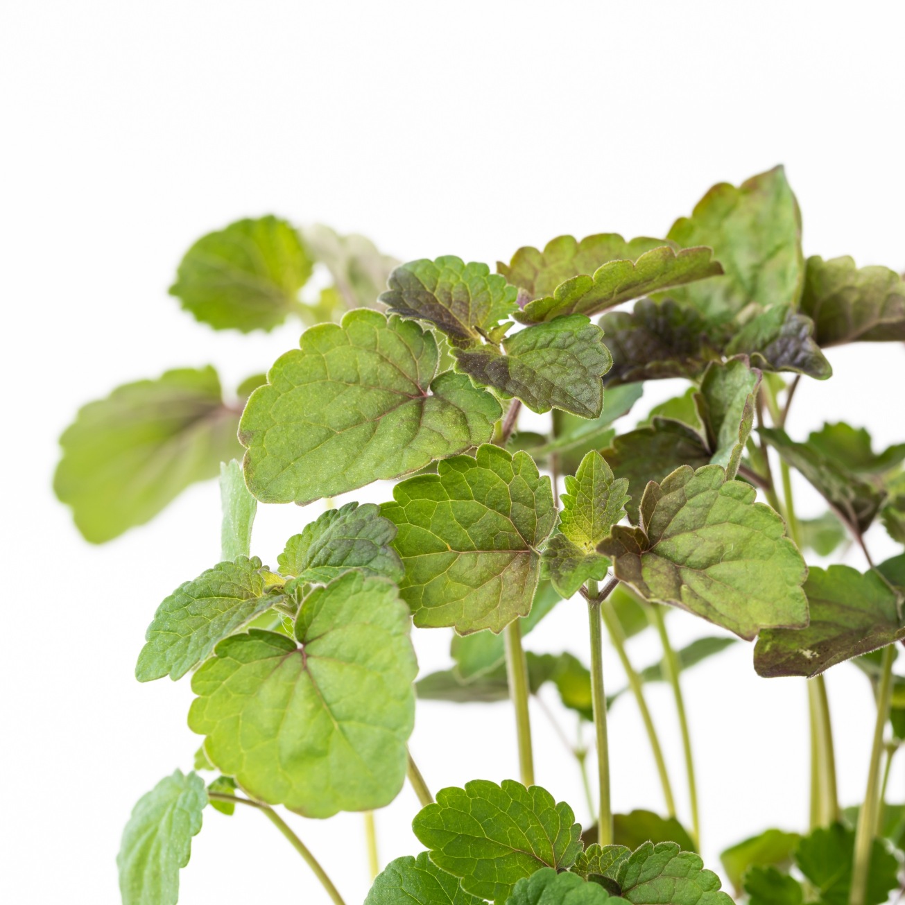 Agastache microgreens