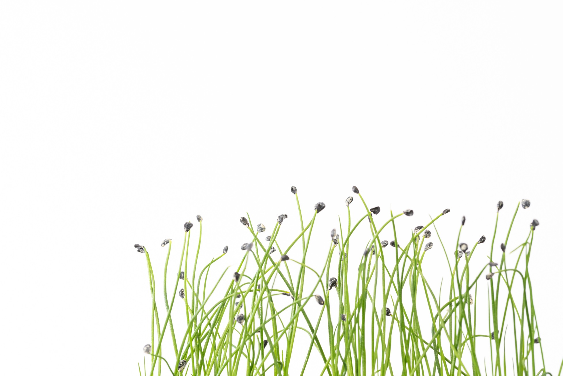 Garlic microgreens