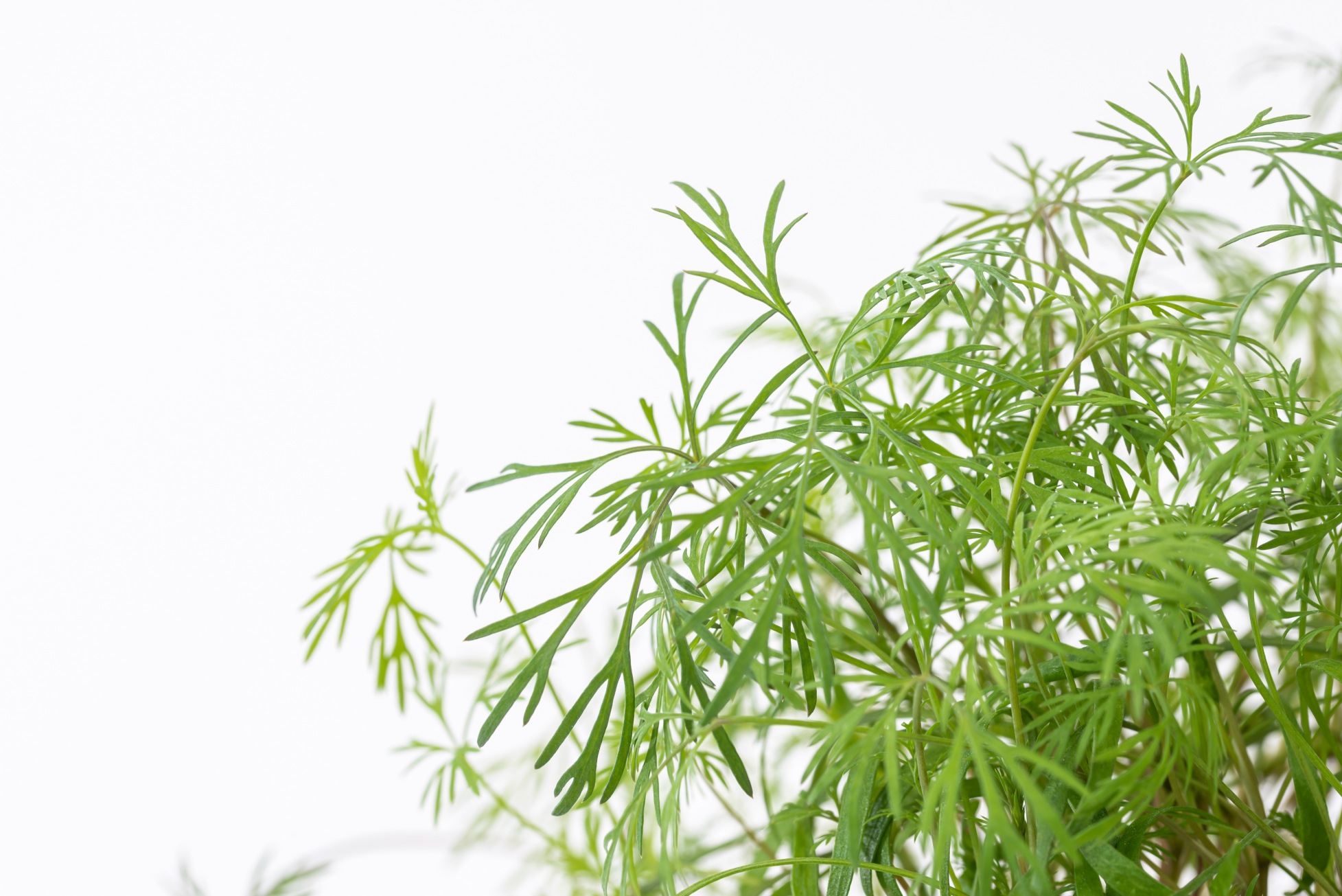 Dill microgreens