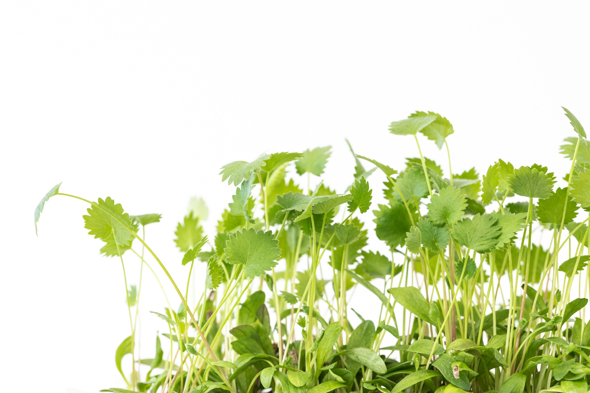 Green anise microgreens