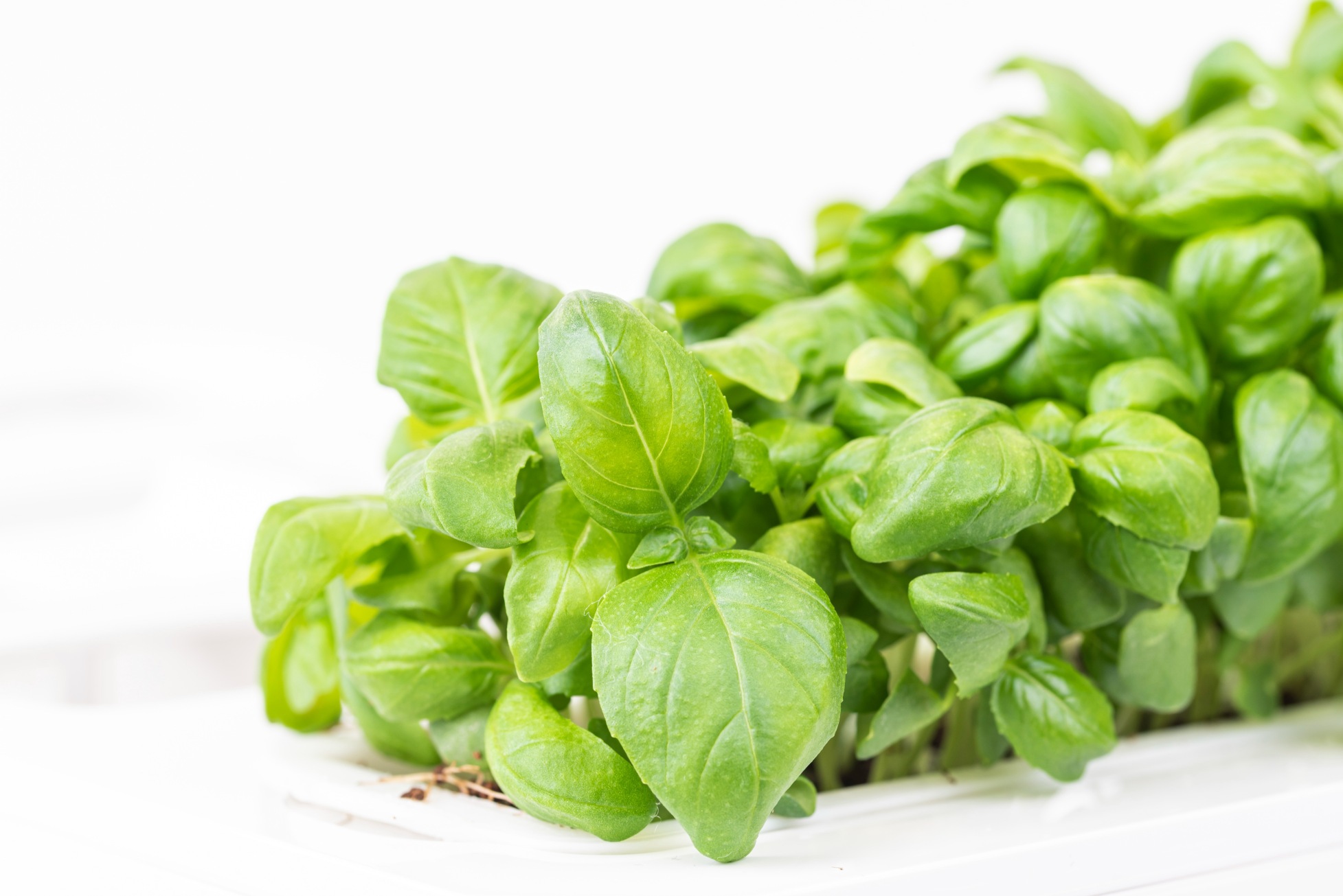 Genovese basil microgreens