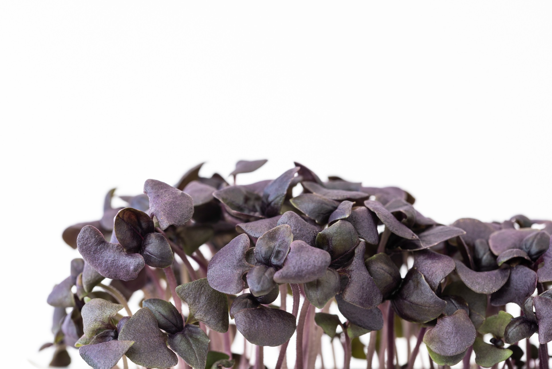 Micropousses Basilic pourpre