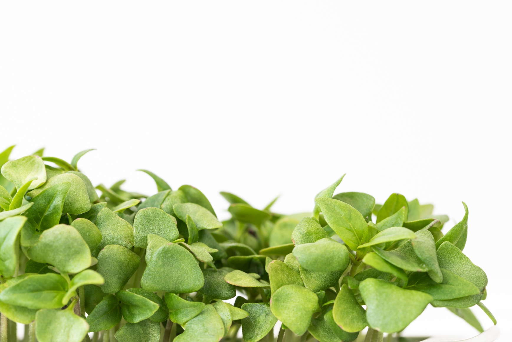 Thai Basil microgreens