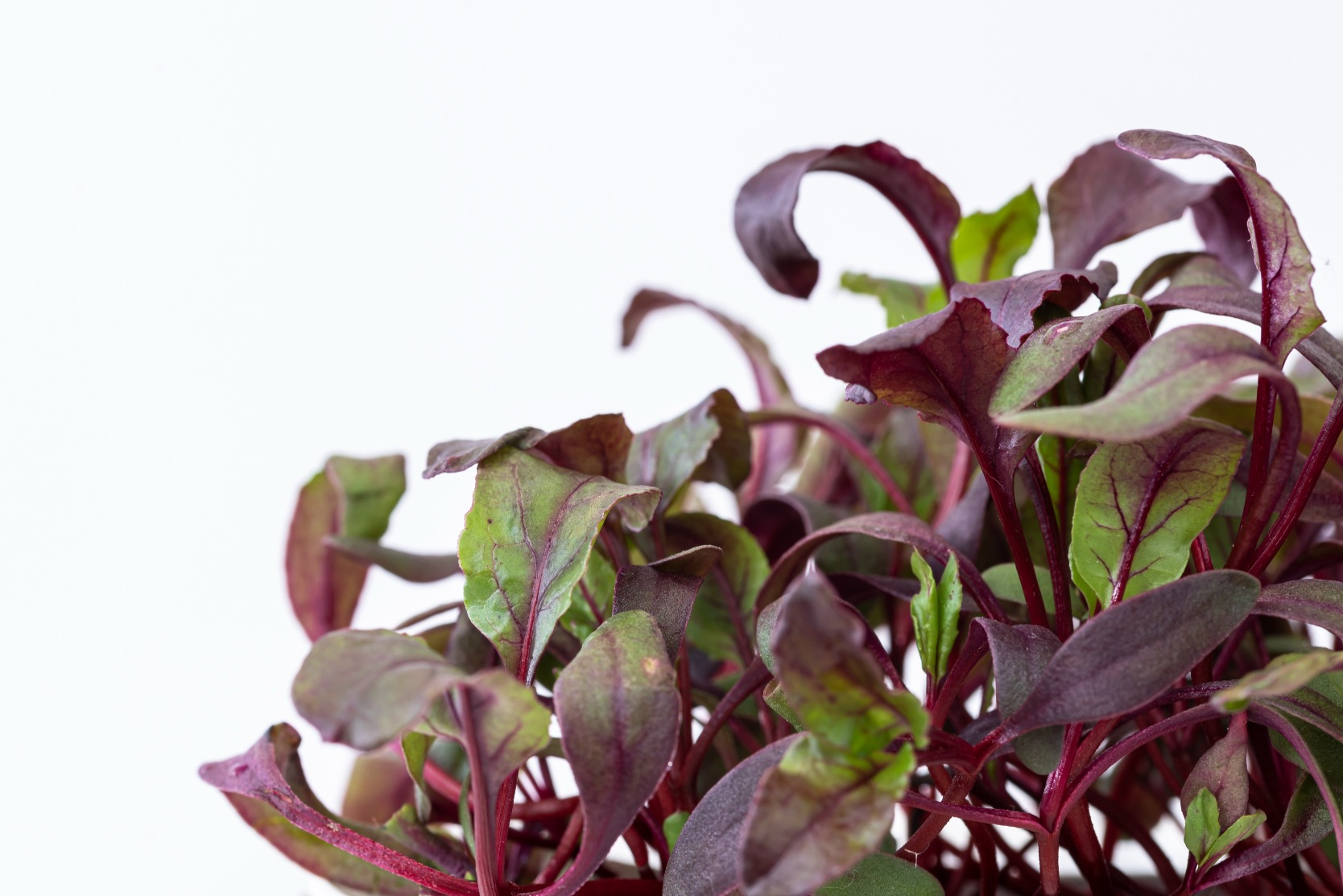 Beet microgreens