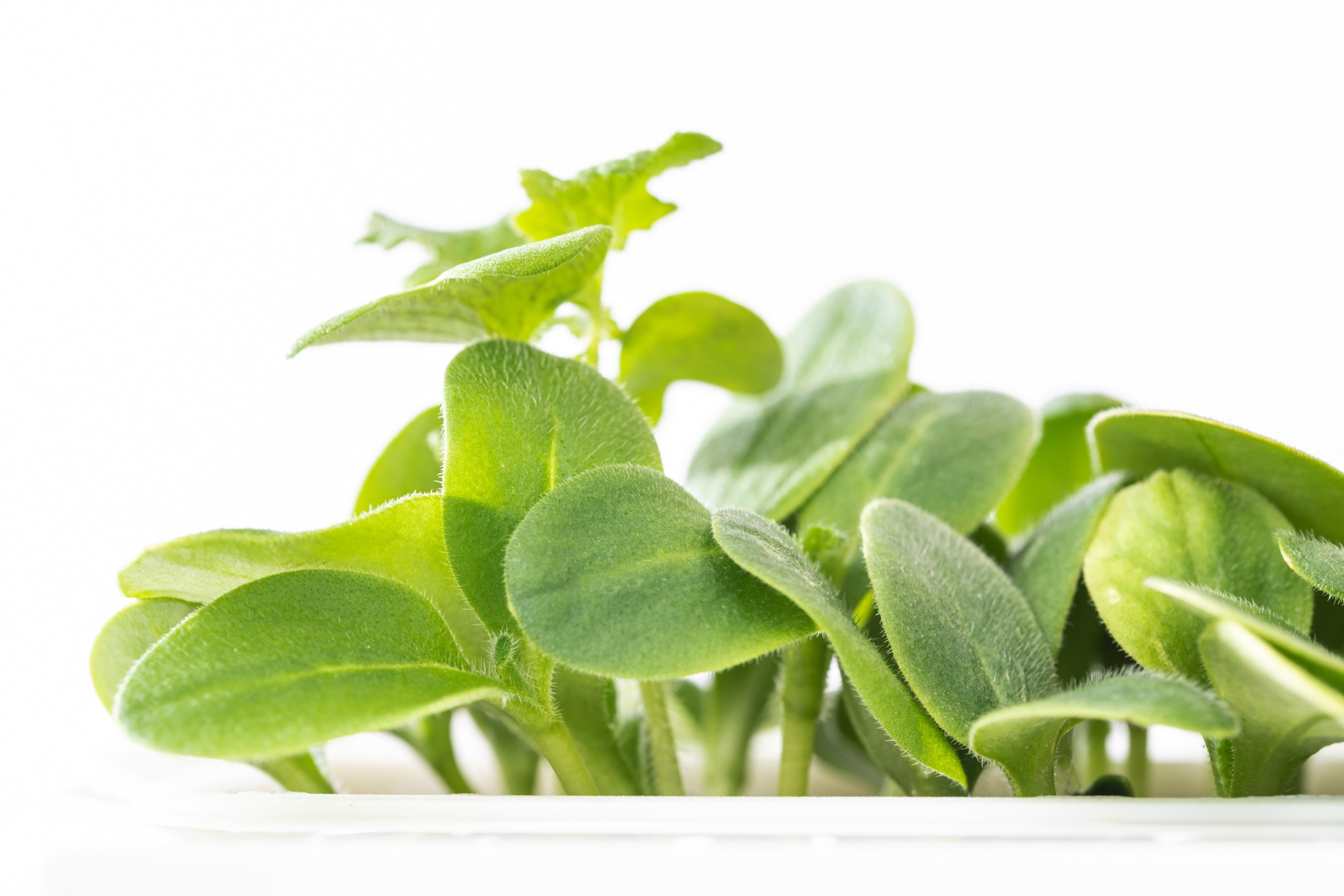 Borage microgreens