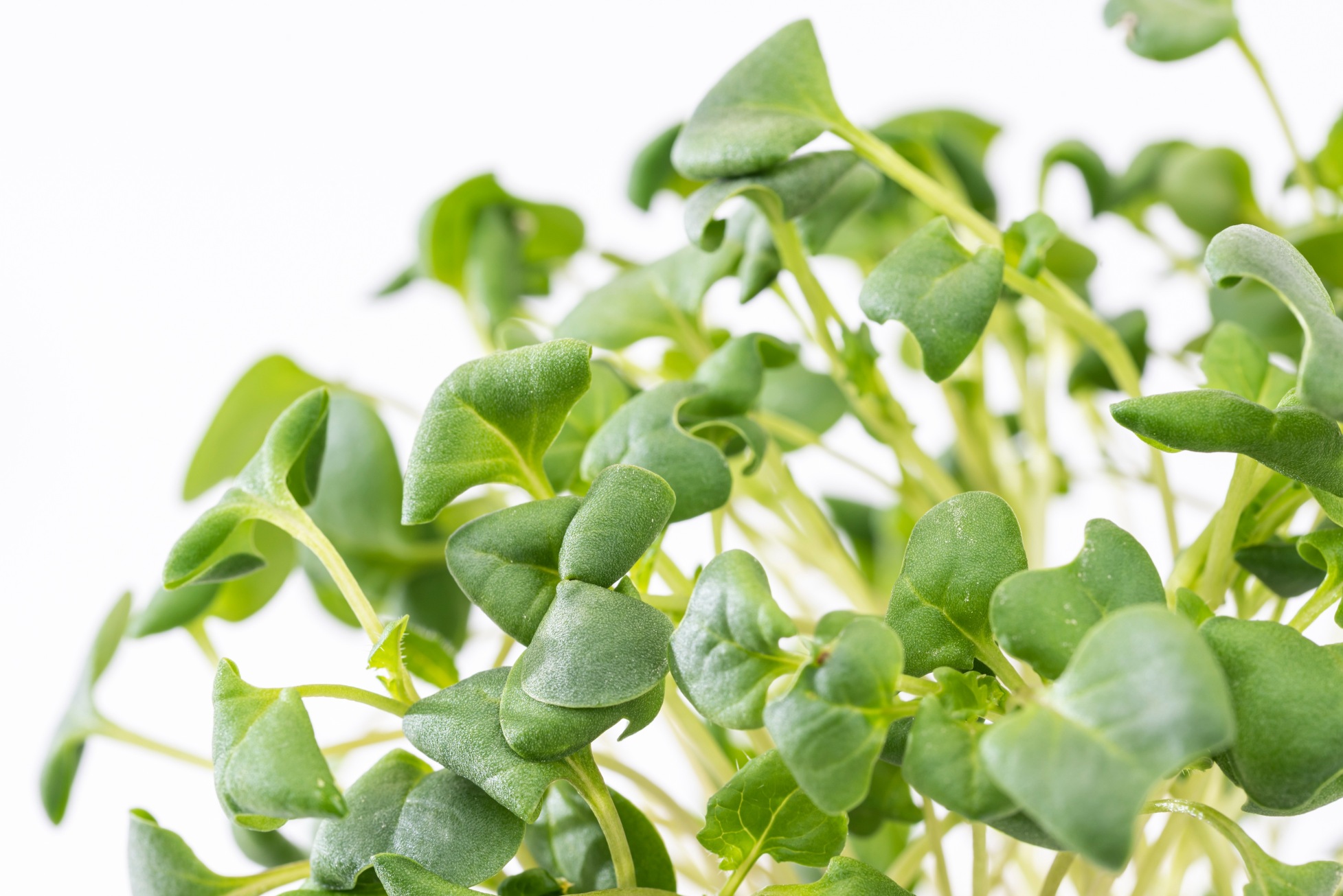 Broccoli microgreens