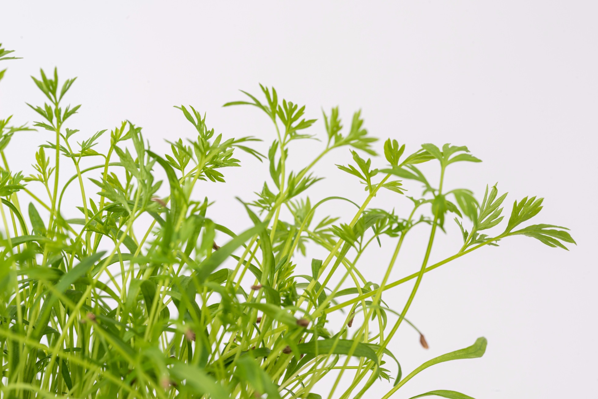 Carrot microgreens