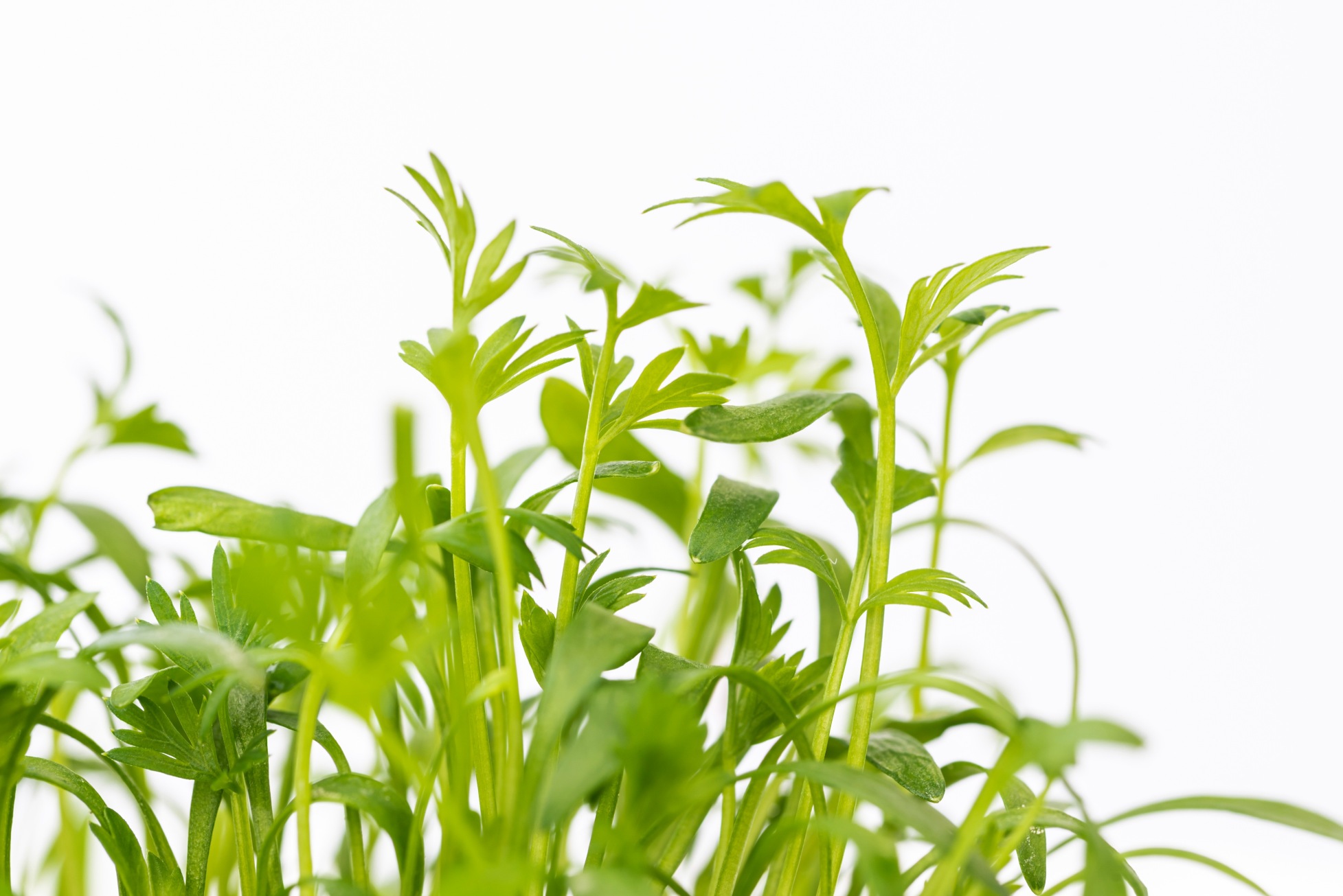 Caraway microgreens