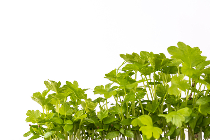 Celery microgreens