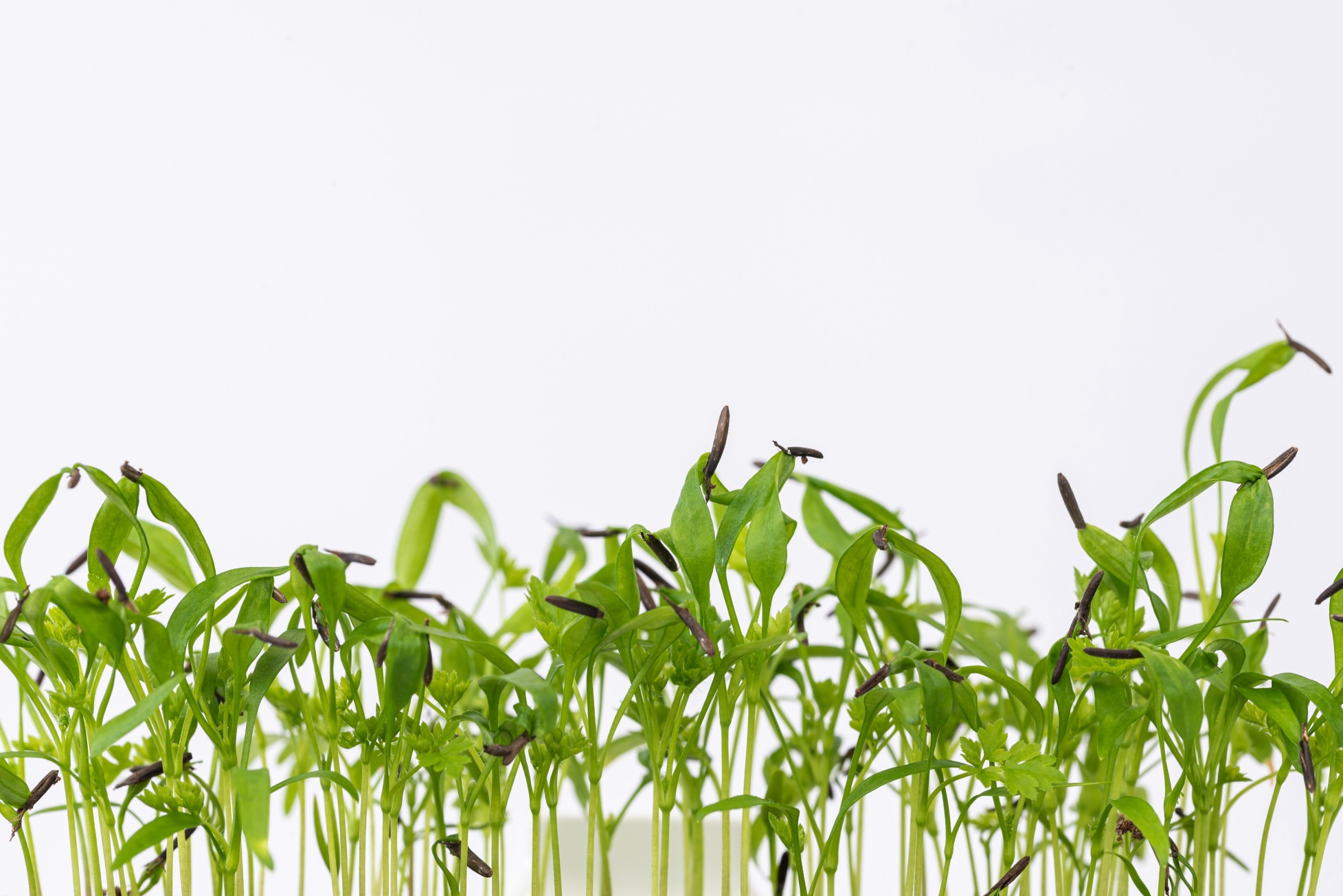 Chervil microgreens