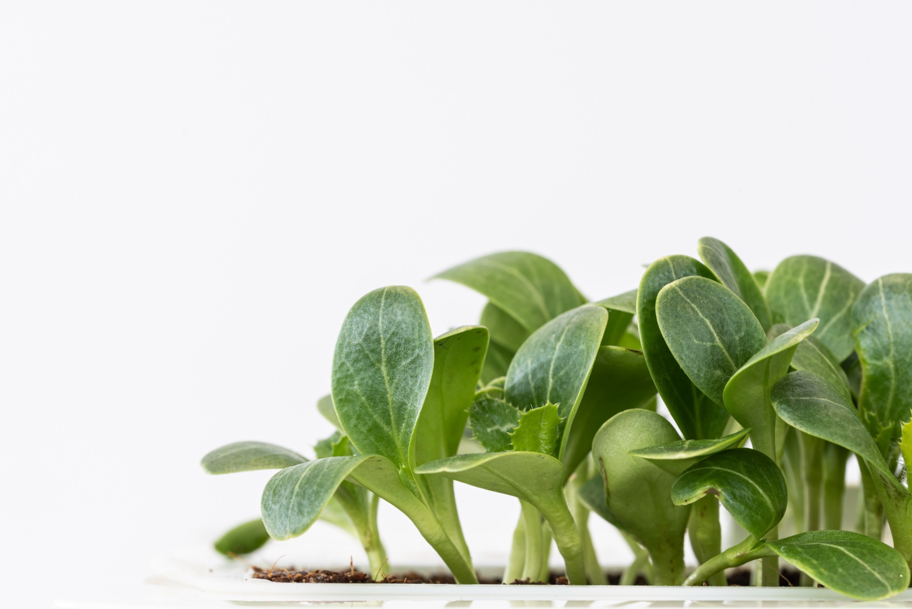 Milk thistle microgreens