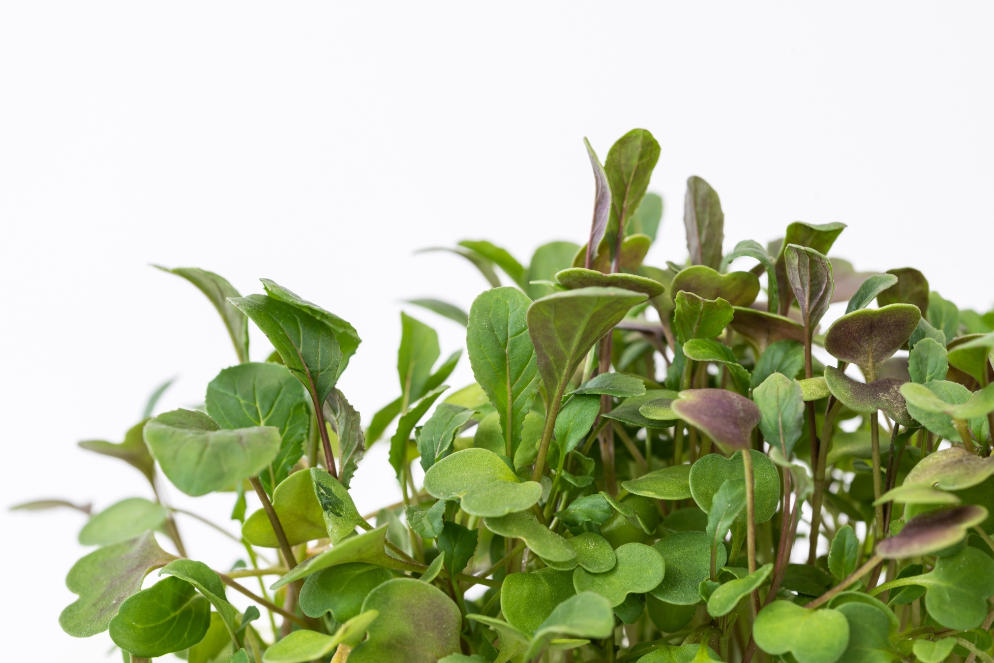 Red kale microgreens