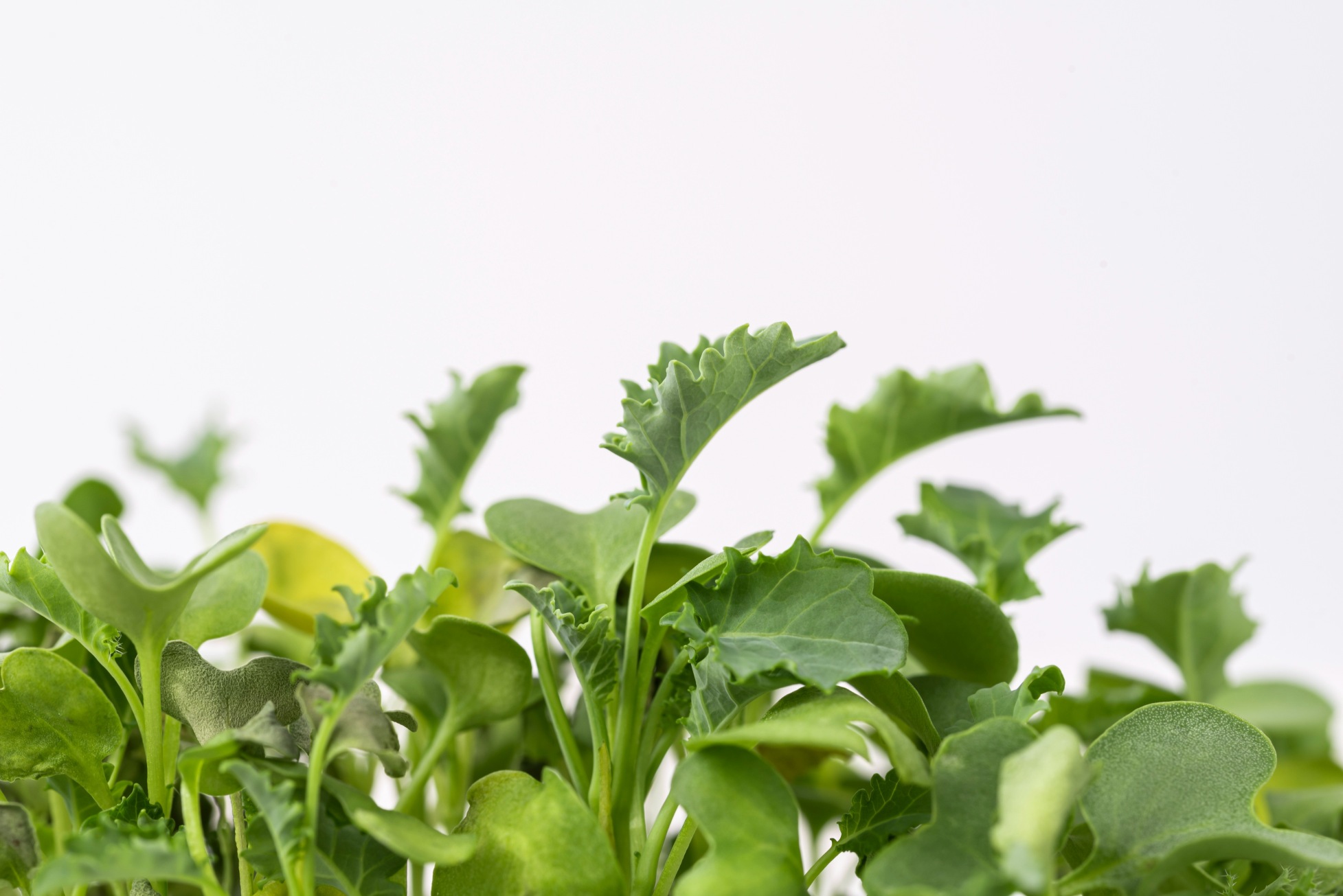 Green kale microgreens
