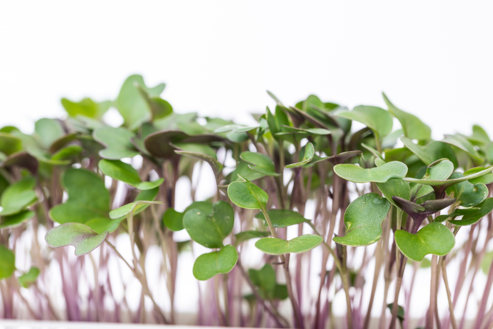 Kohlrabi microgreens
