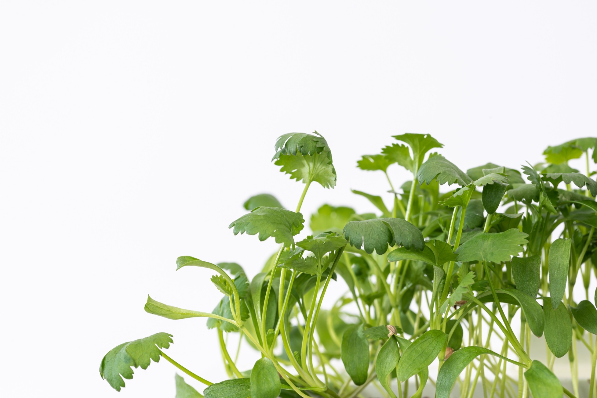 Coriander microgreens