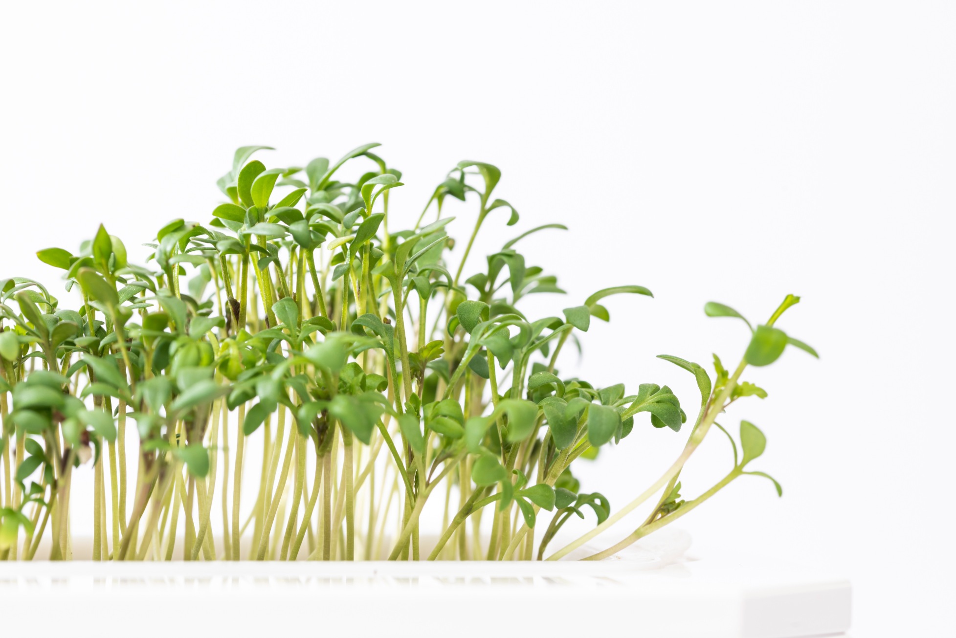 Cress microgreens