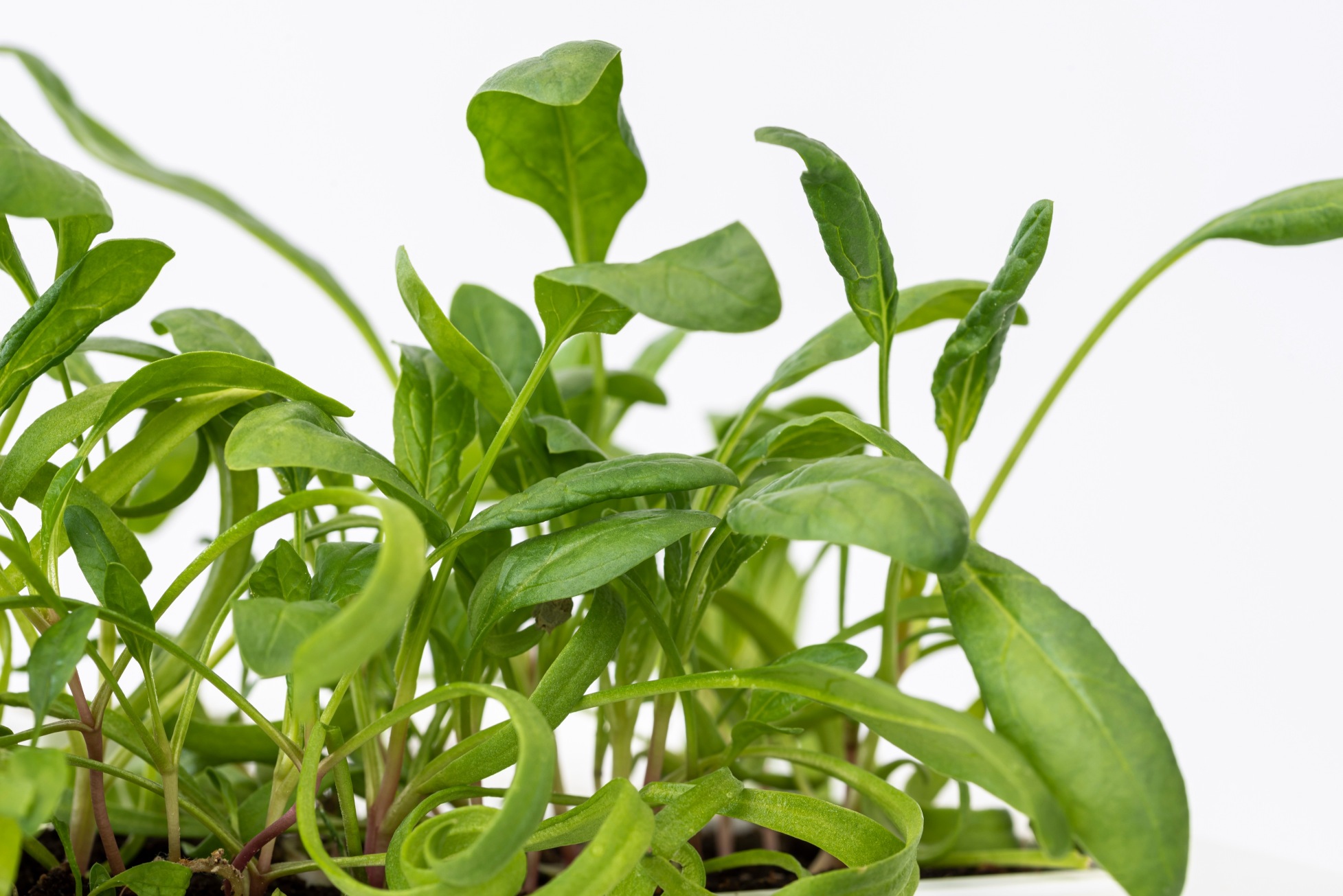 Lorelay spinach microgreens