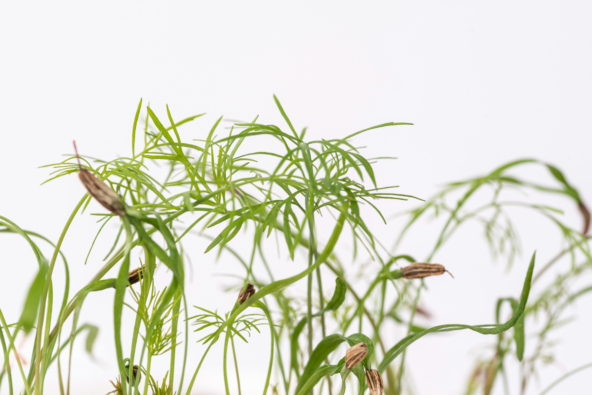 Fennel microgreens