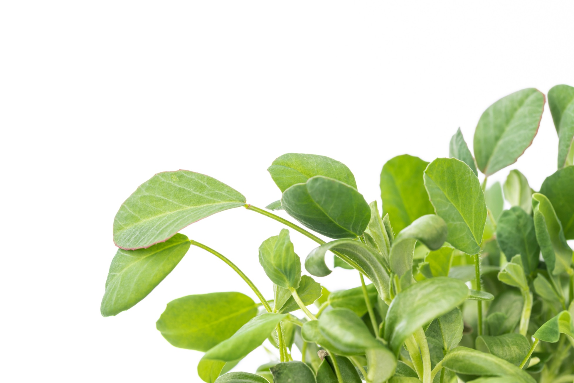 Fenugreek microgreens