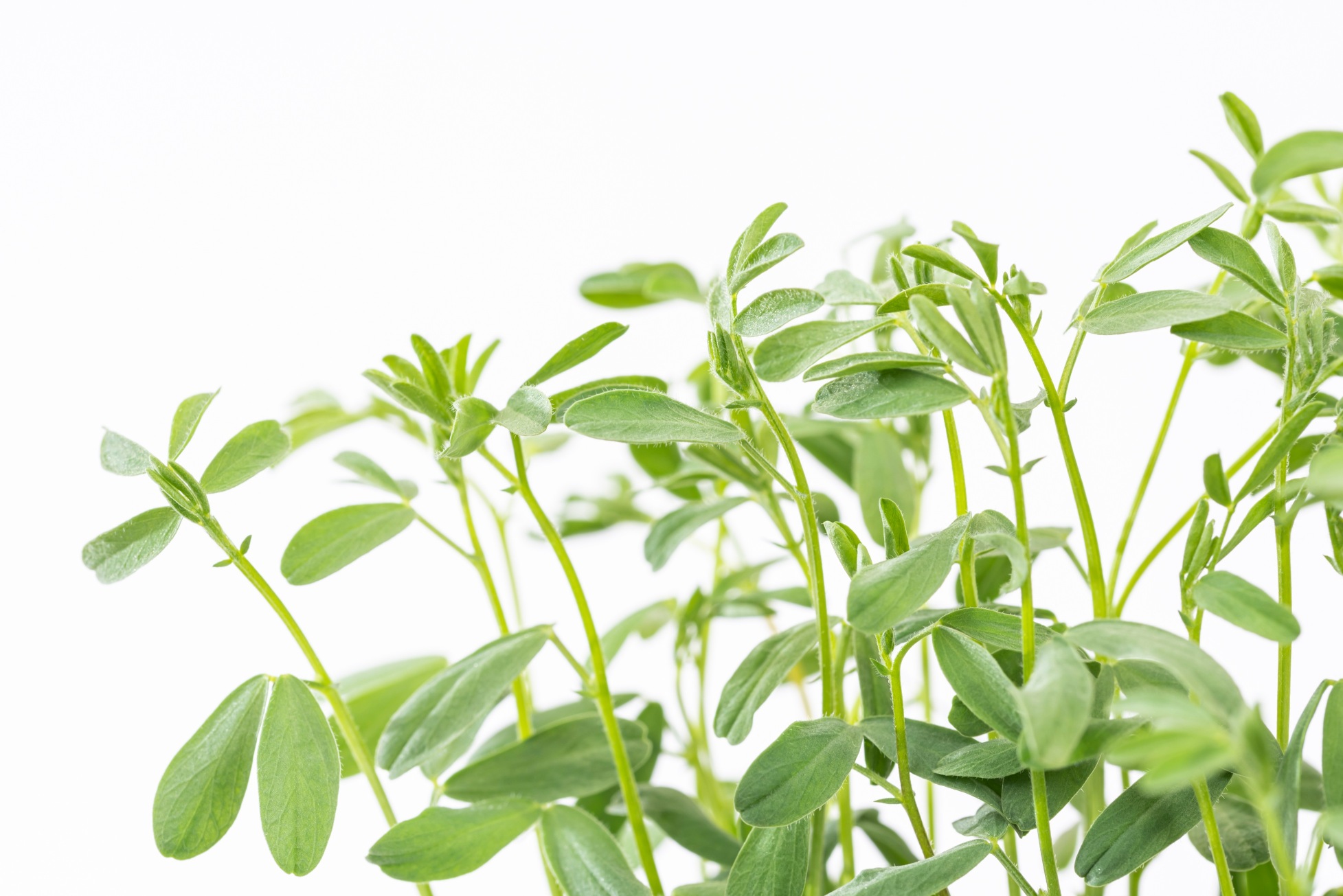 Red lentils microgreens