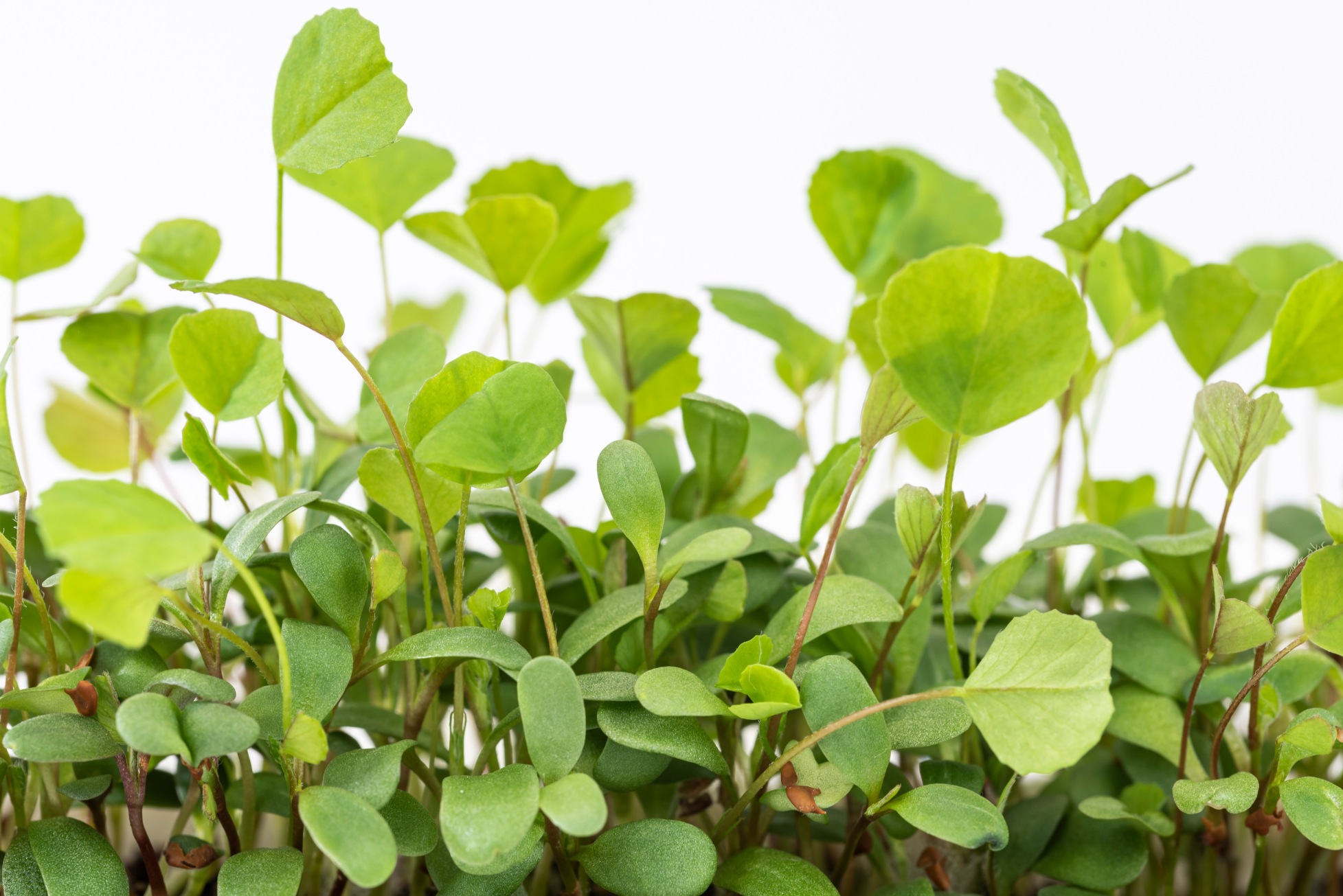 Alfalfa microgreens