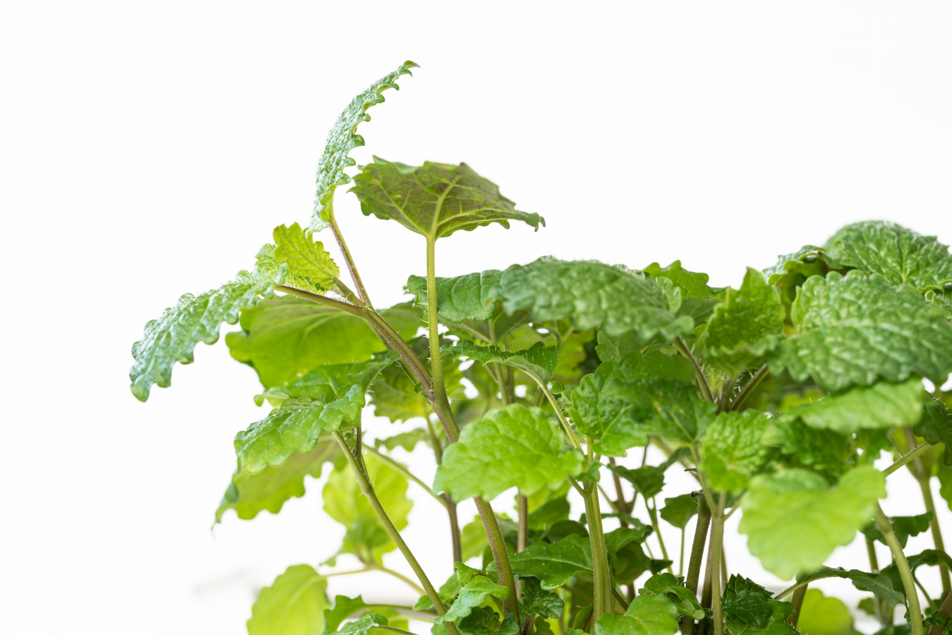 Lemon balm microgreens
