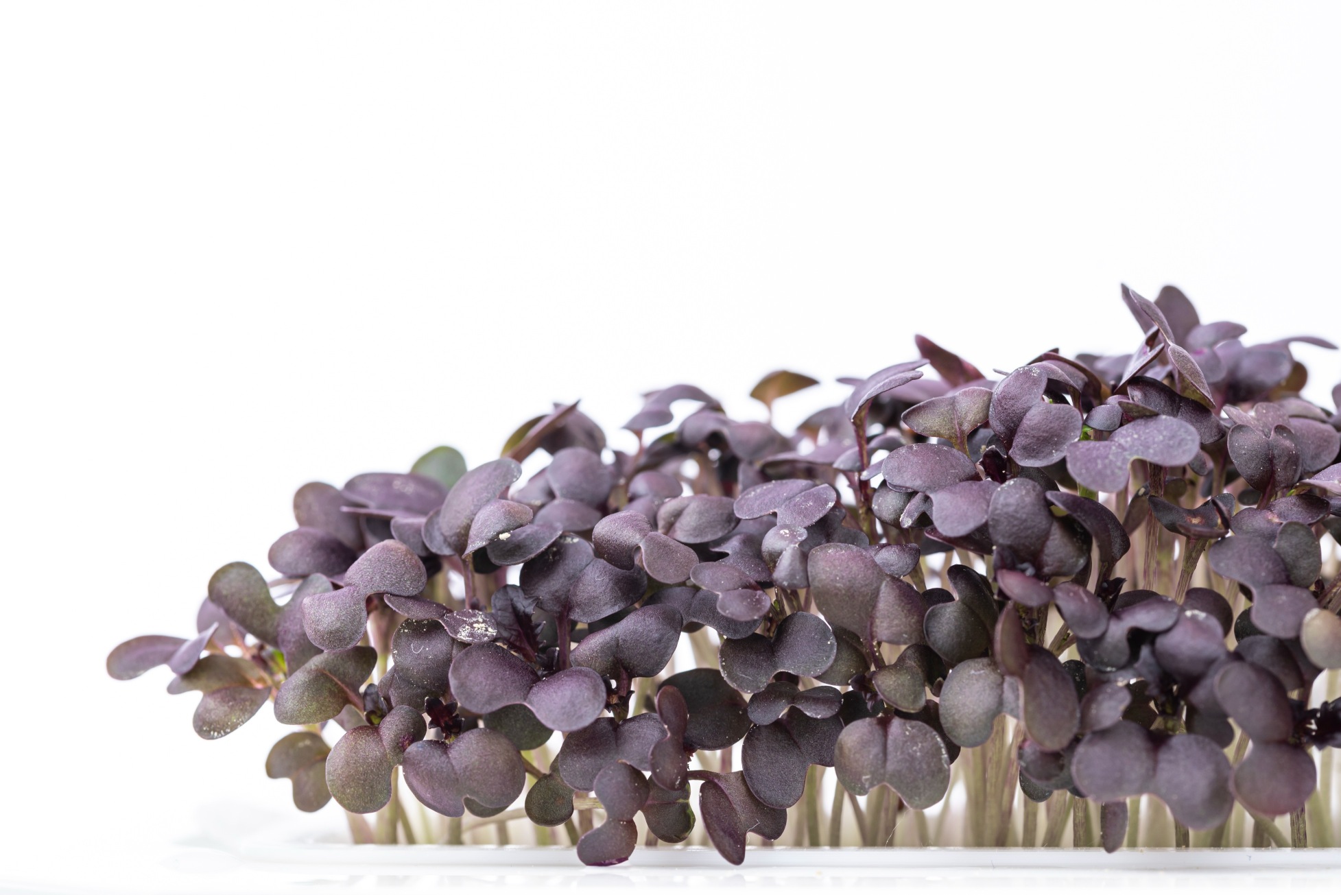 Red Mizuna microgreens