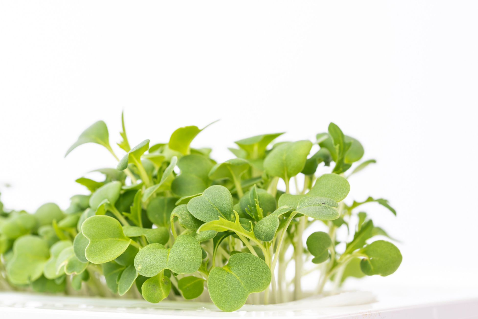 Green Mizuna microgreens