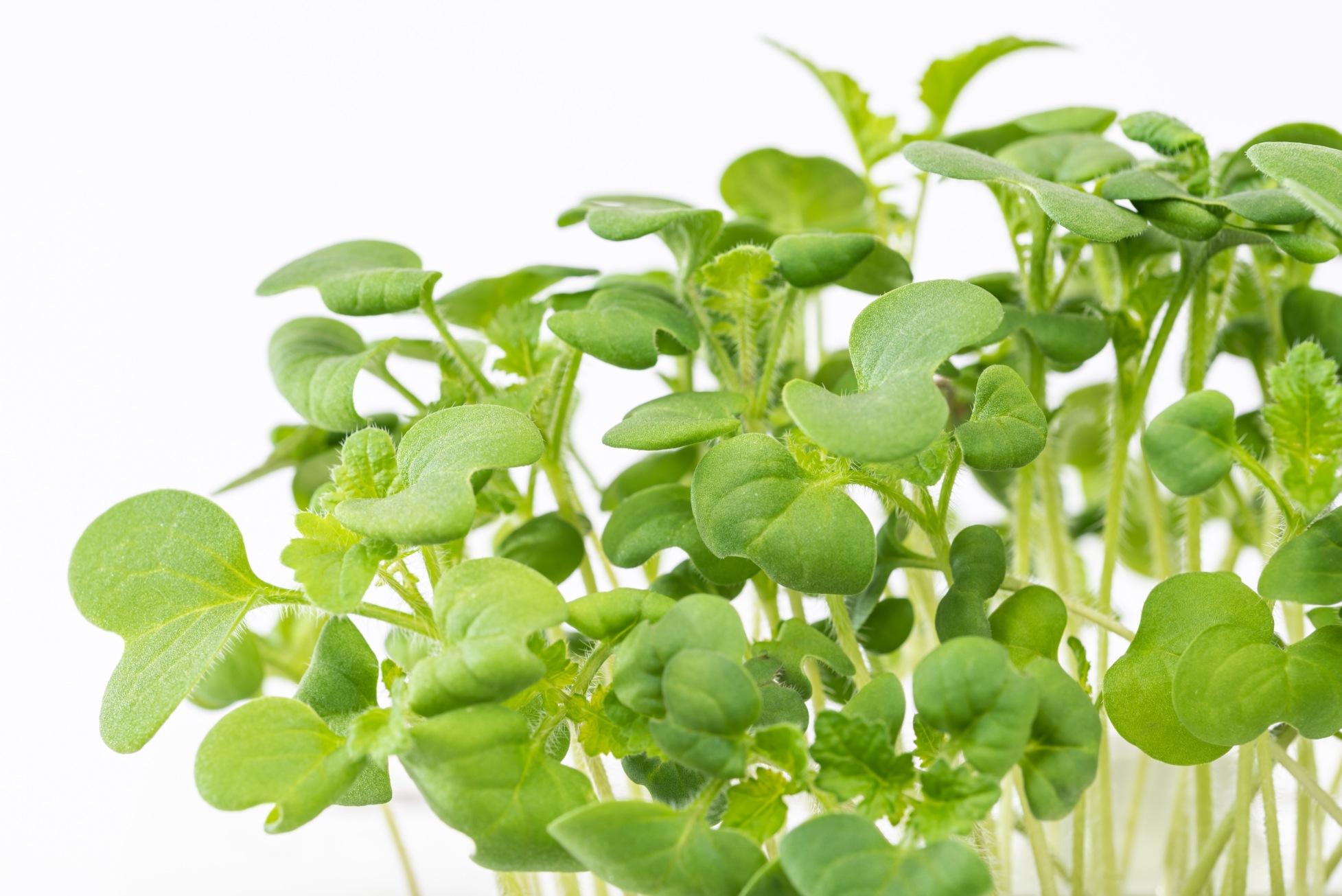 White mustard microgreens