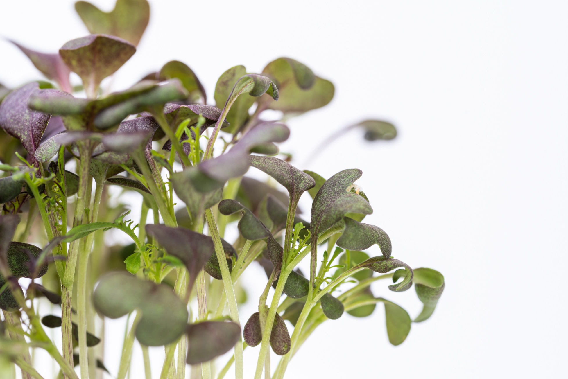 Red Mustard microgreens