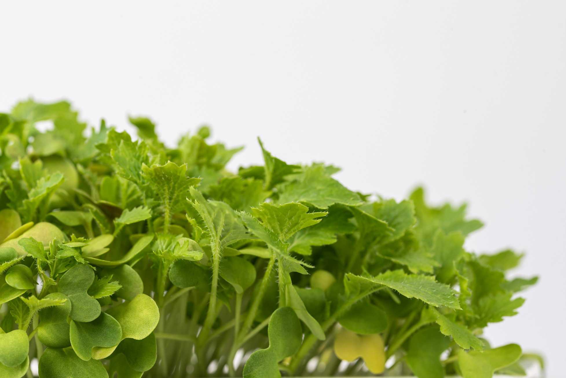 Wasabi mustard microgreens
