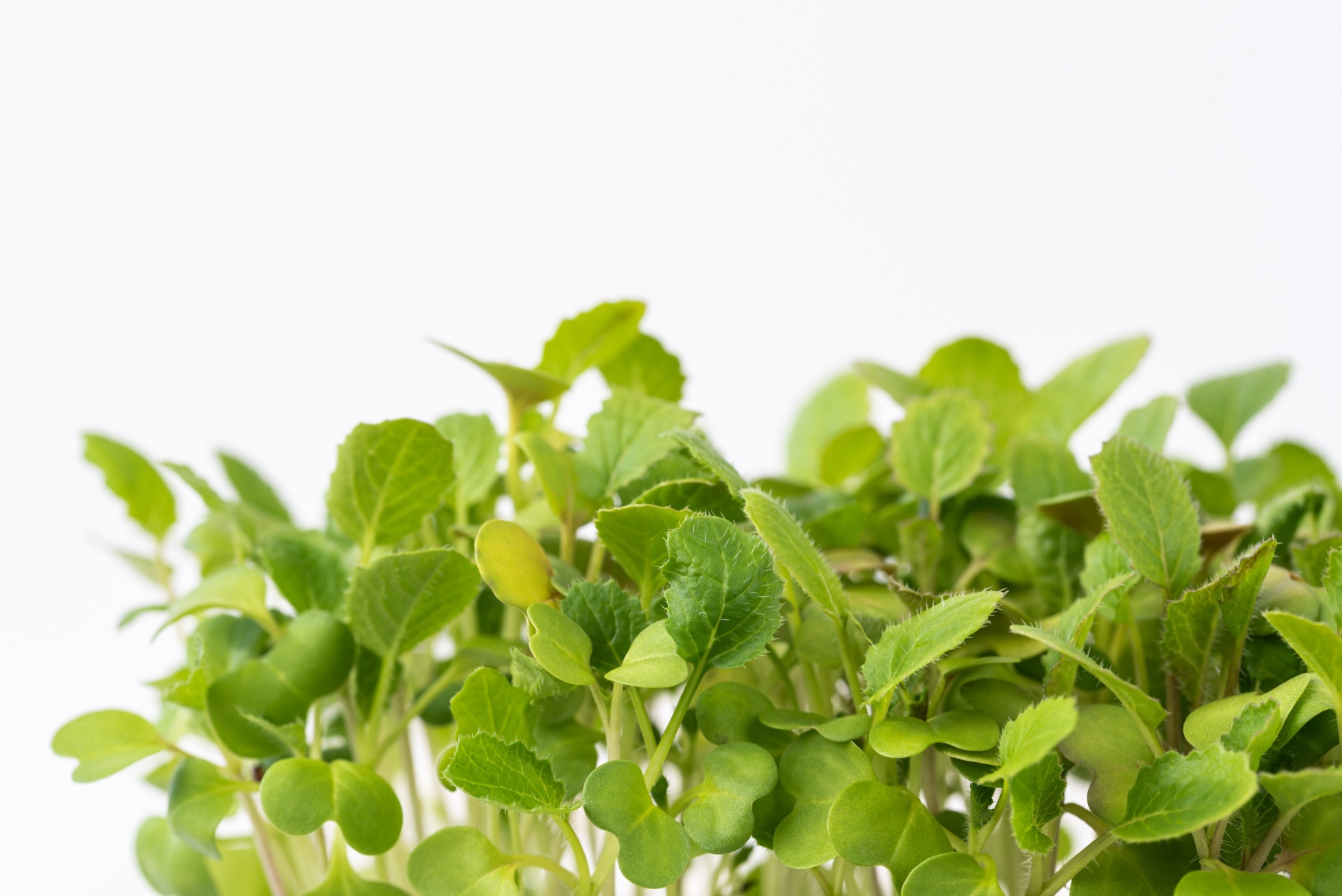 Turnip microgreens