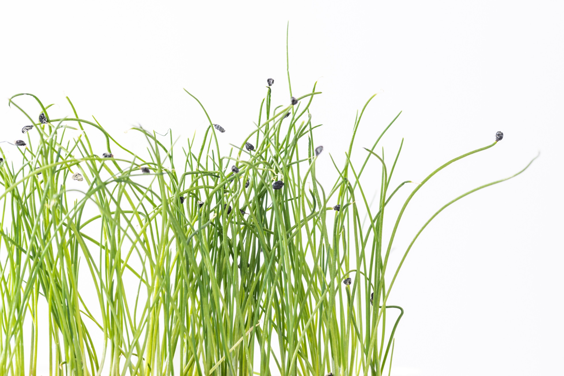 Leek microgreens
