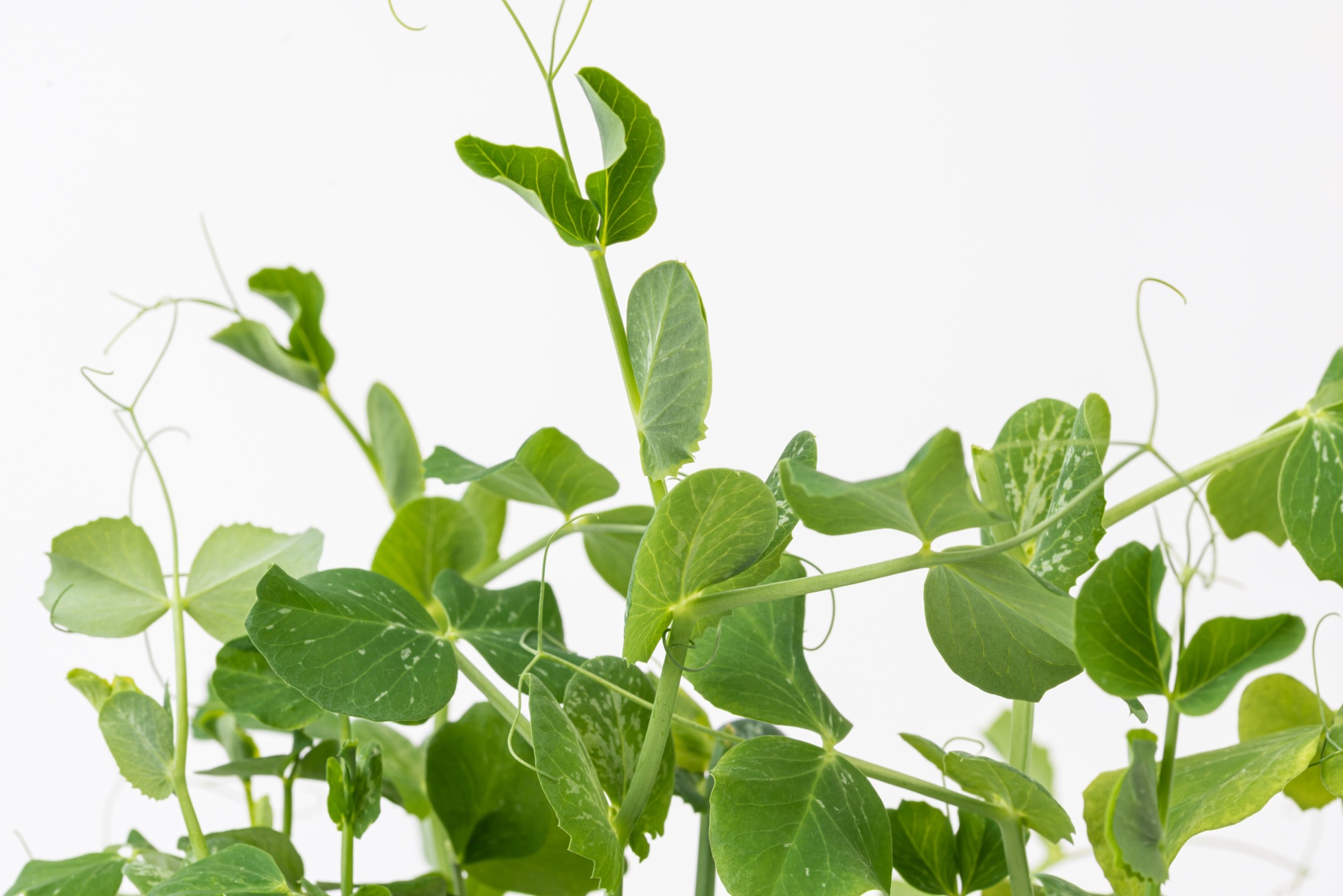 Peas microgreens