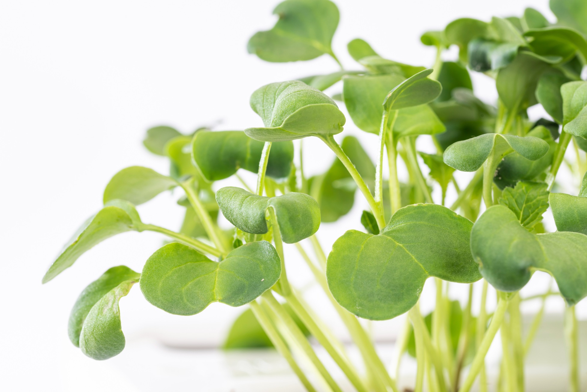 Daikon radish microgreens
