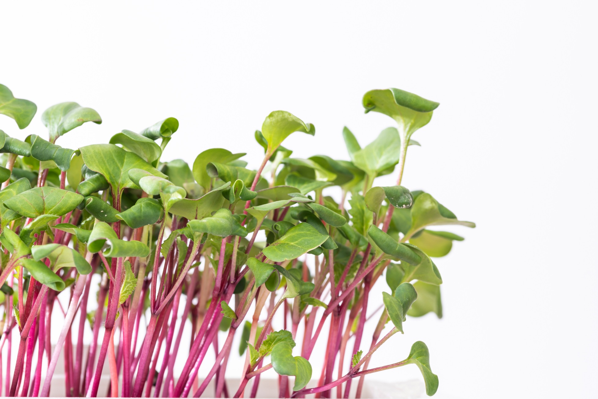 Pink radish microgreens