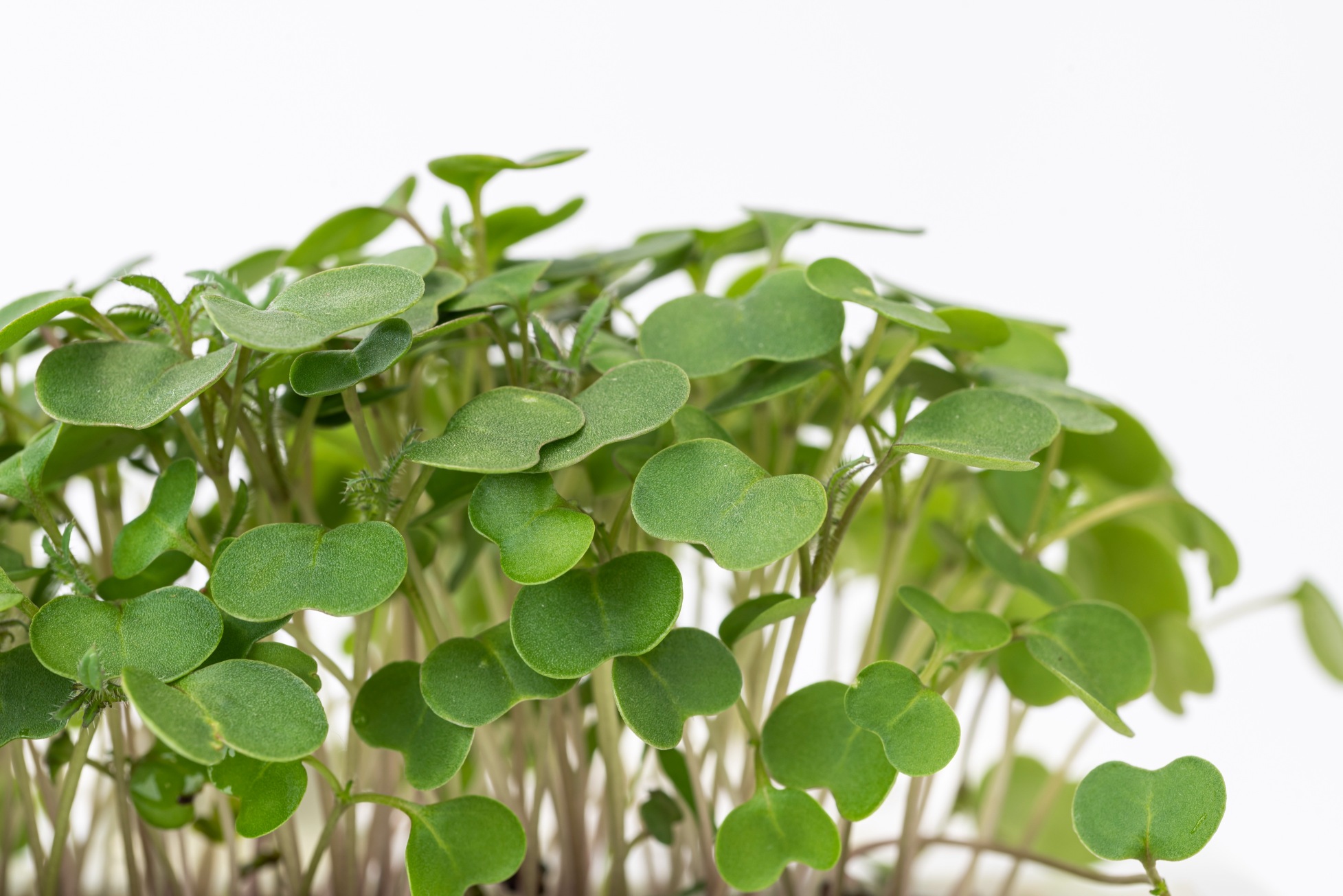 Micropousses Roquette