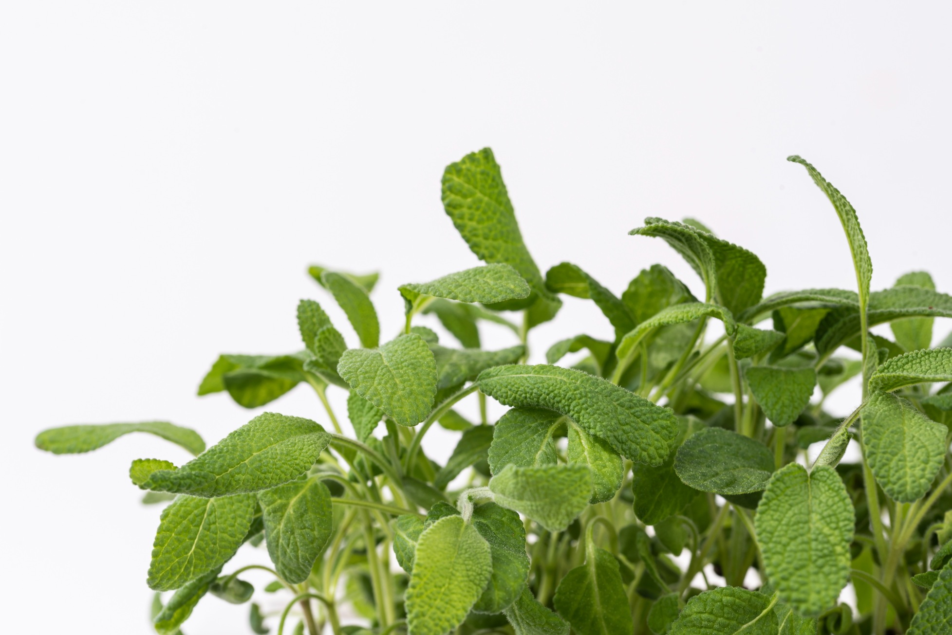 Sage microgreens