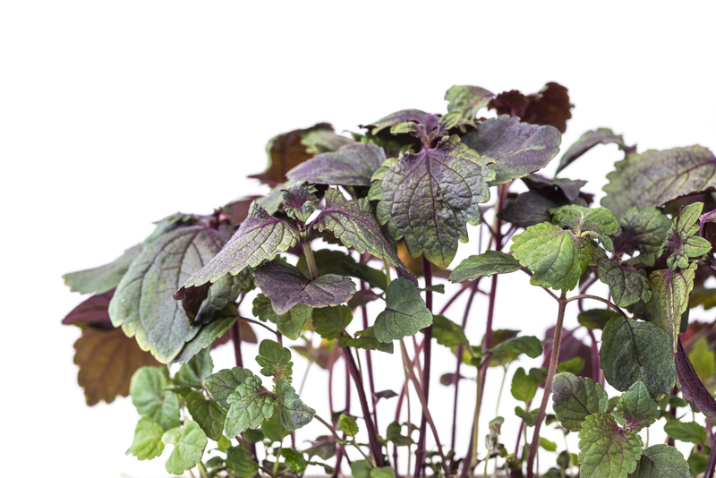 Micropousses Shiso bicolore