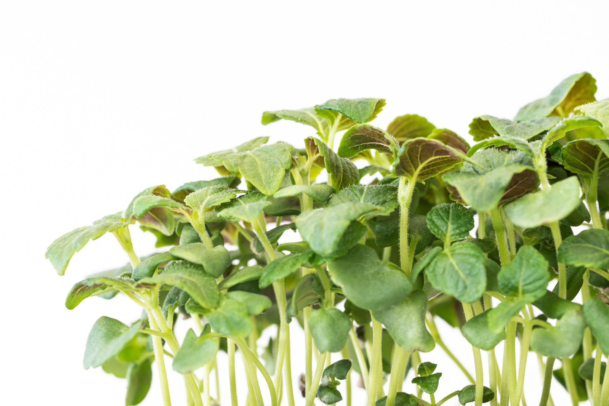 Green shiso microgreens