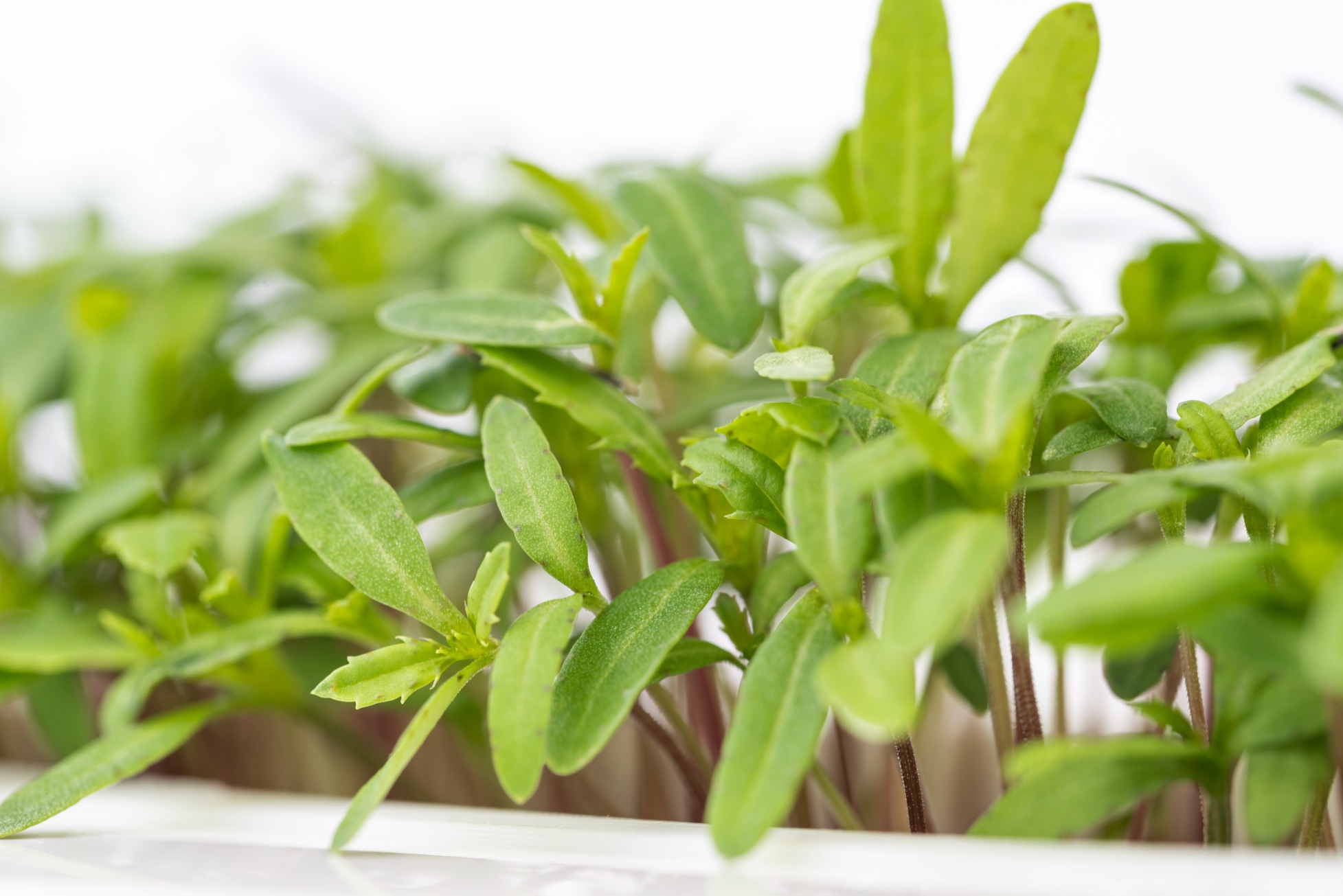 Citrus tagetes microgreens