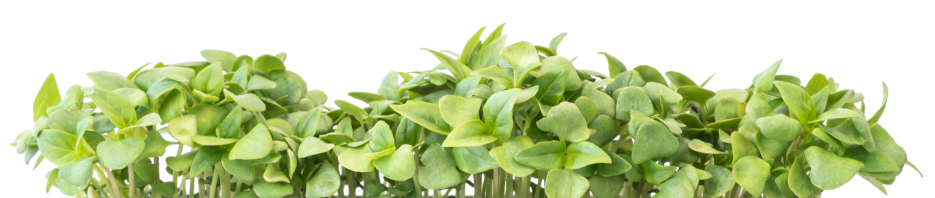 Thai Basil microgreens Thai Basil microgreens