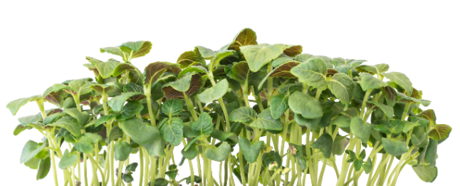 Green shiso microgreens Green shiso microgreens