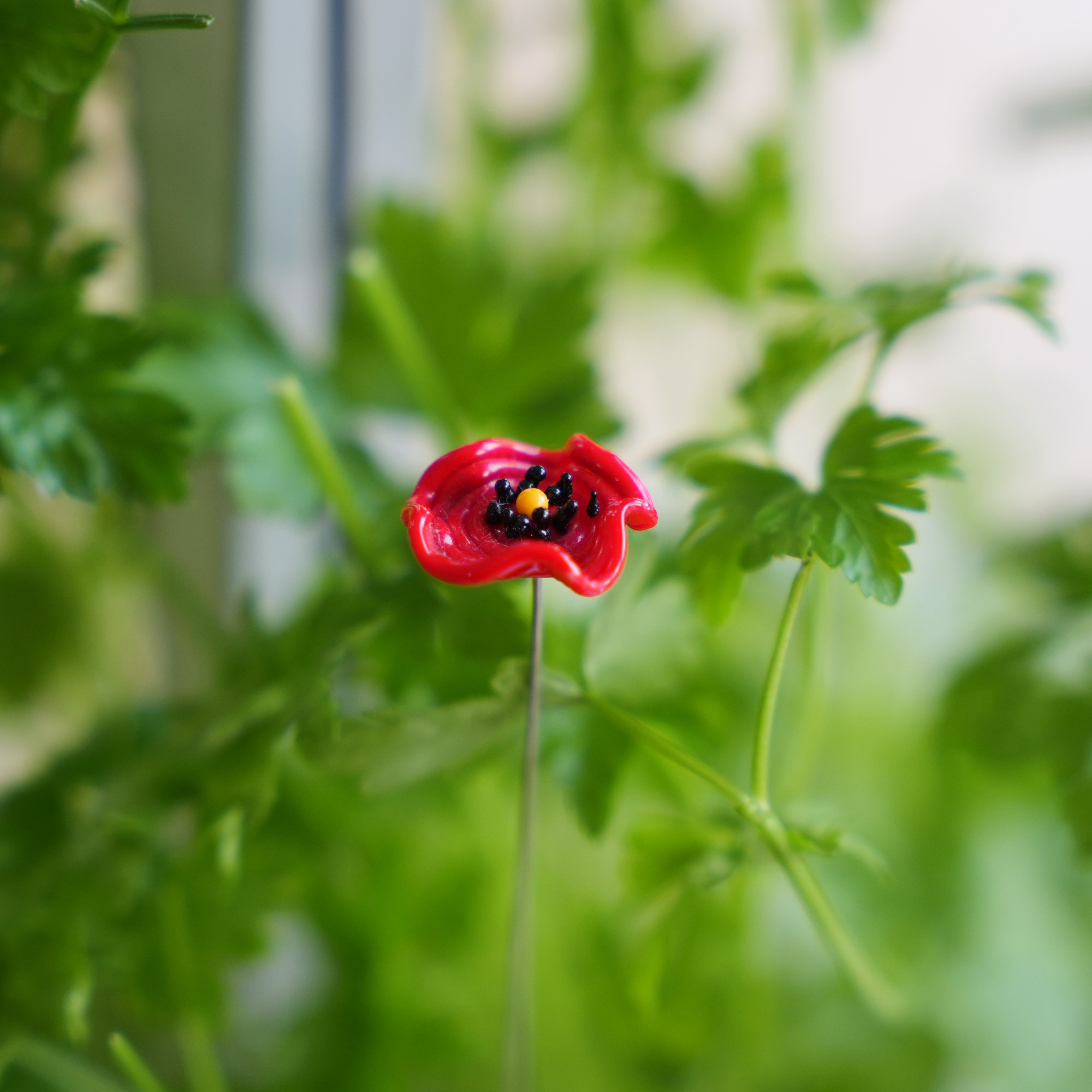 poppy