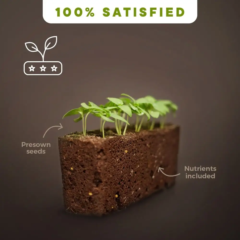 Véritable Lingots germination guarantee